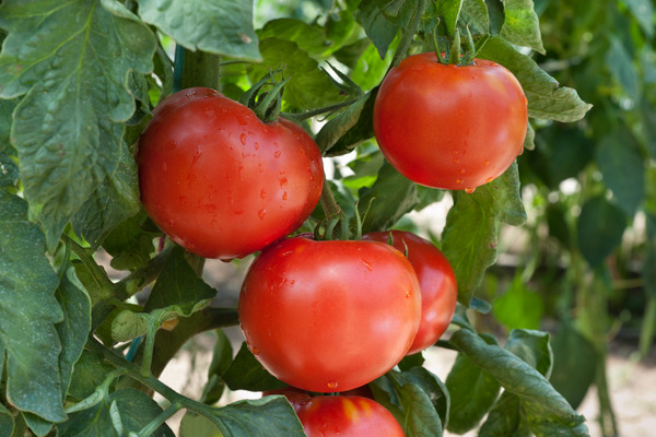 astro ibrido tomatoes