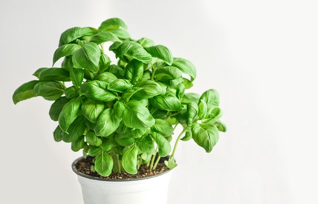 basil plants