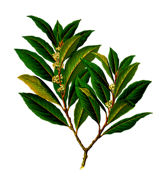 bay leaves