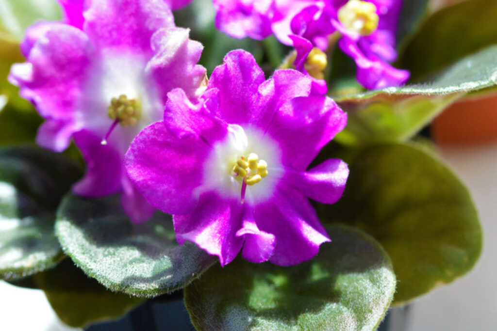 How To Grow African Violets - A Complete Guide! - Topbackyards