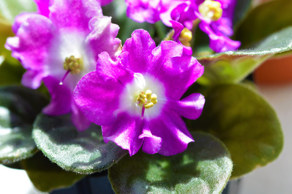 pink african violet flowers