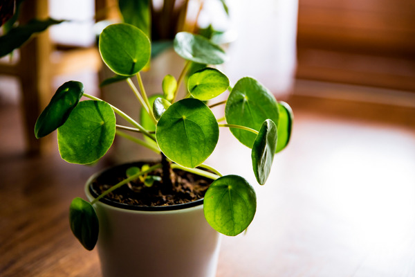 beautiful chinese money plant