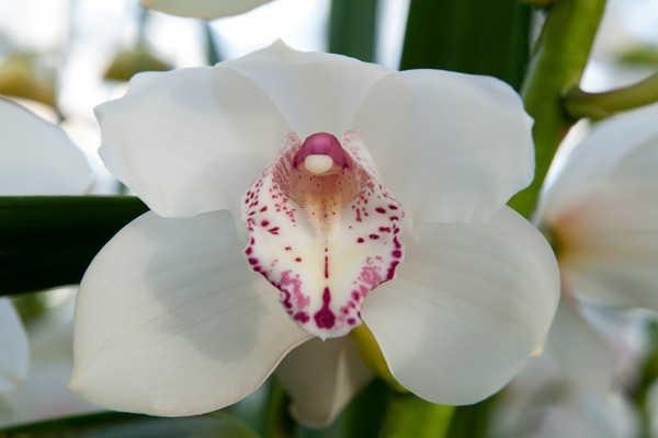 white boat orchid