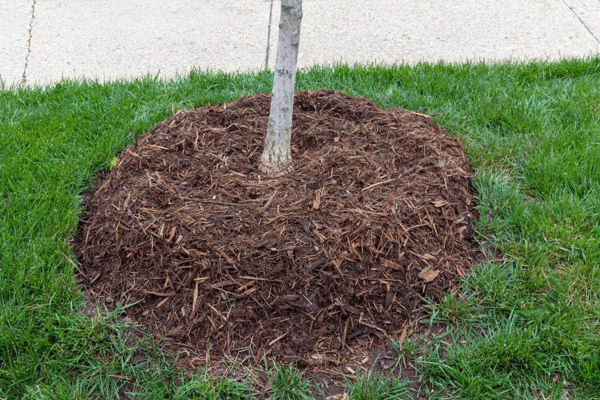 brown mulch around trees