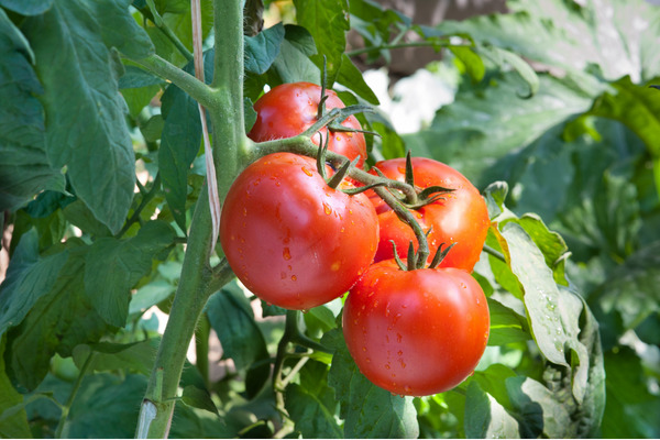 more bush tomatoes