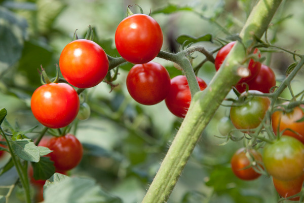 cherry tomatoes