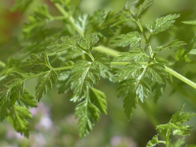 chervil