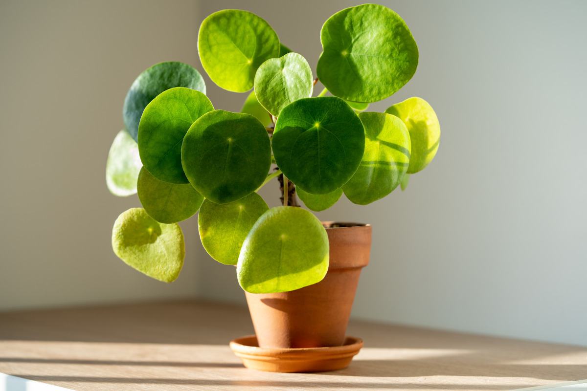 a chinese money plant