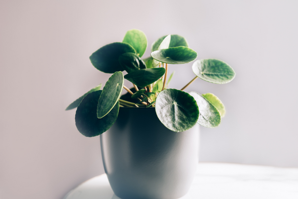 chinese money plant in a pot