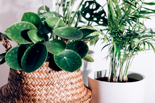 chinese money plant in pots