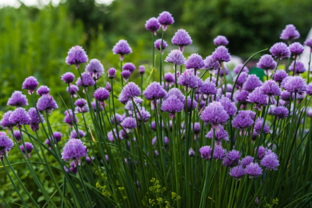 How to Grow and Care for Chives A Comprehensive Guide TopBackyards