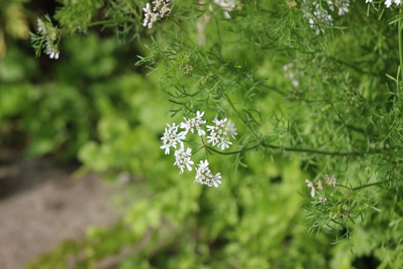 How to Grow Coriander A Quick Guide TopBackyards