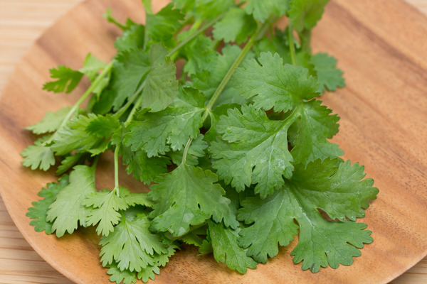 coriander leaves