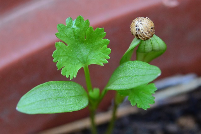 coriander plant