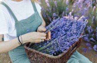 culinary lavender