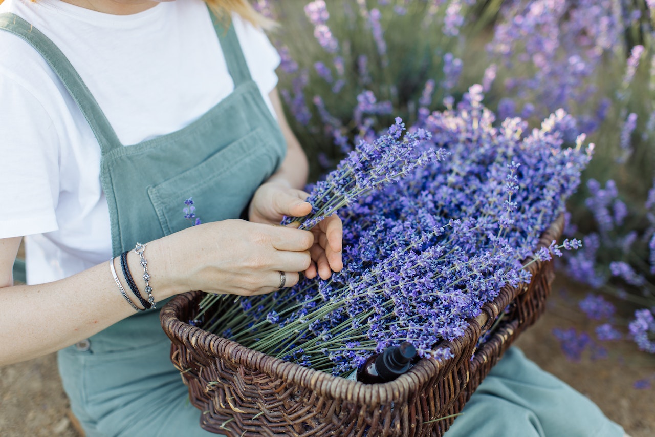 culinary lavender