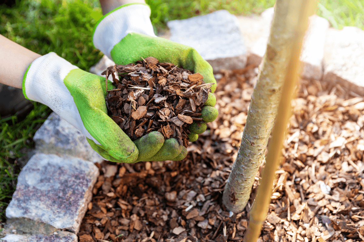 dealing with brown mulch