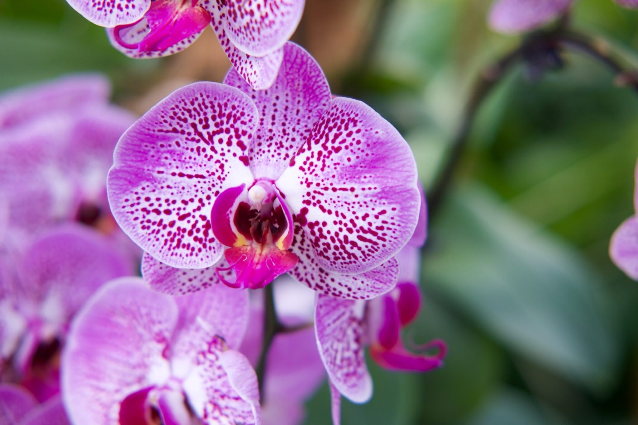 5 Easy to Grow Orchid Varieties for Beginners TopBackyards