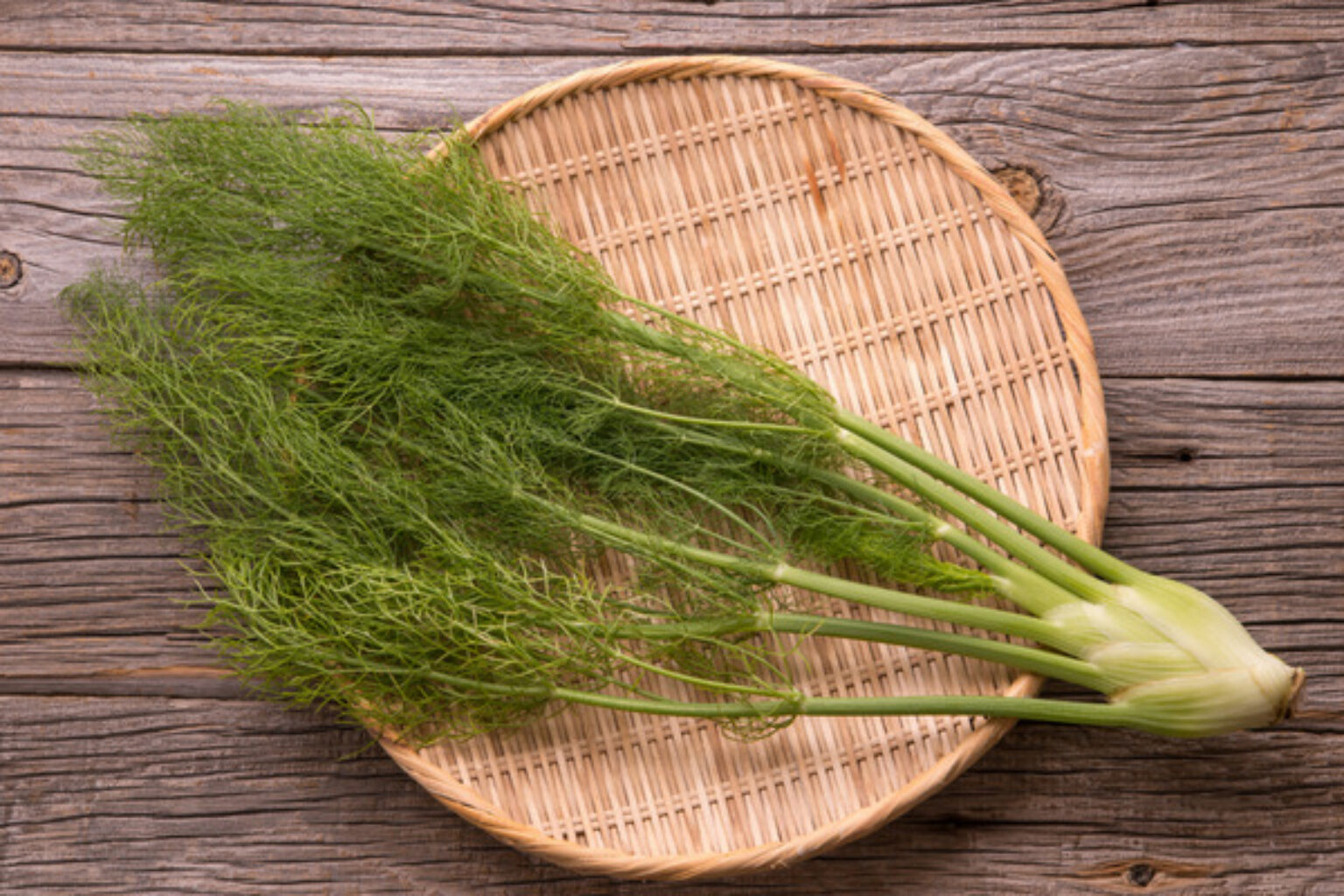 How to Grow and Care for Fennel Your Ultimate Guide! TopBackyards