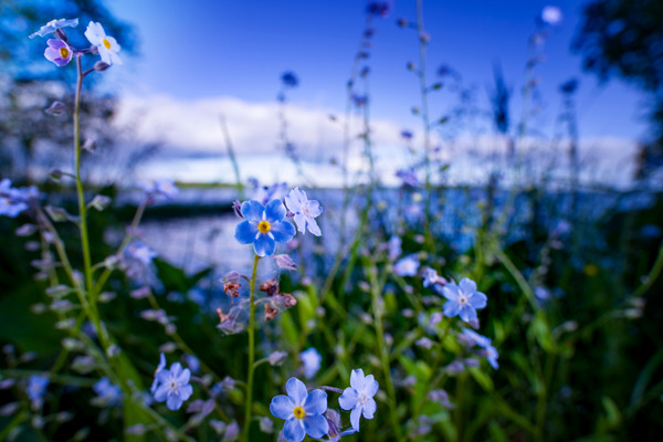 forget me not flowers