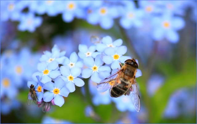 flowers