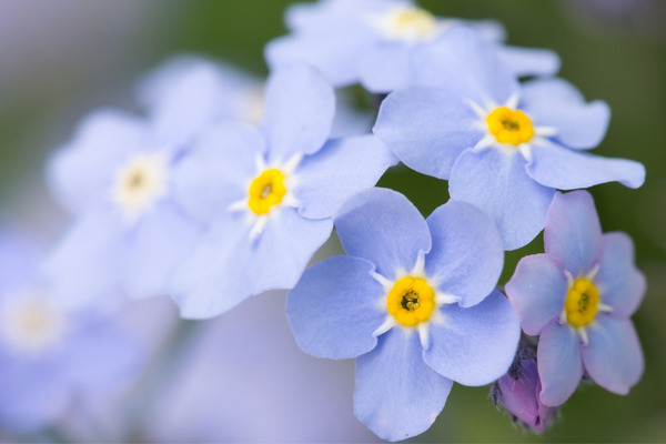 light blue forget me nots