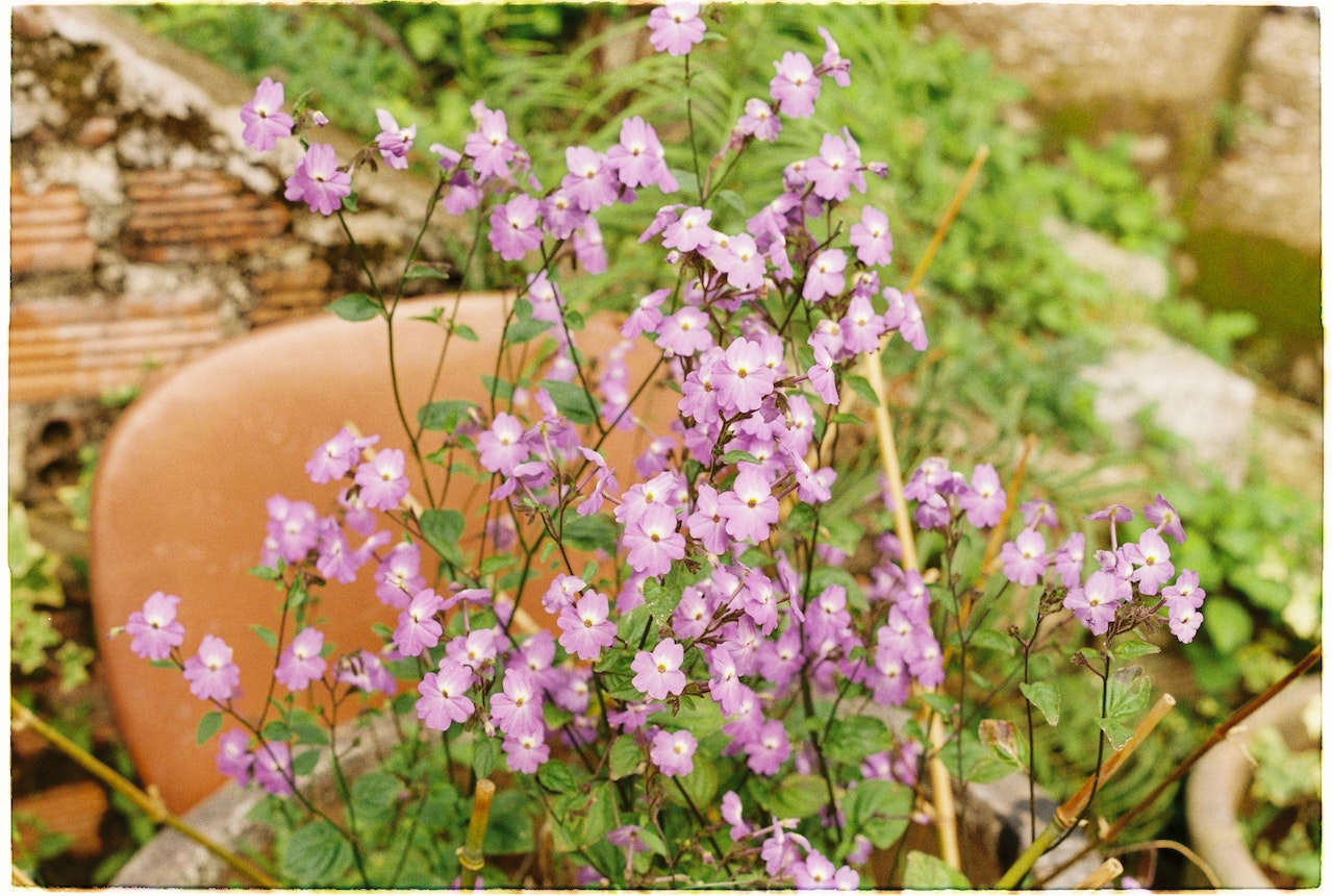 pinkish forget me nots