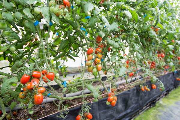 gardeners delight tomatoes