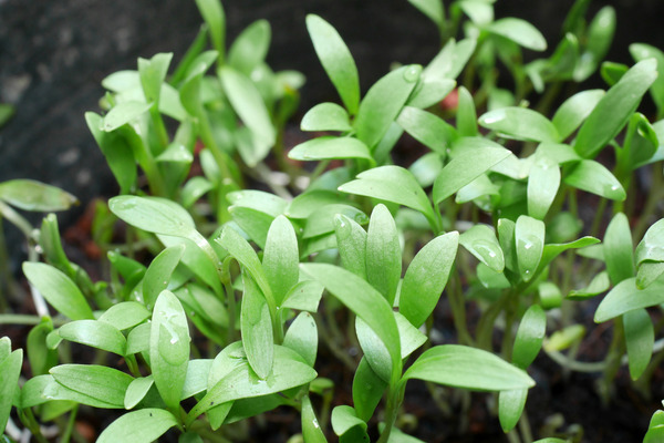 growing coriander