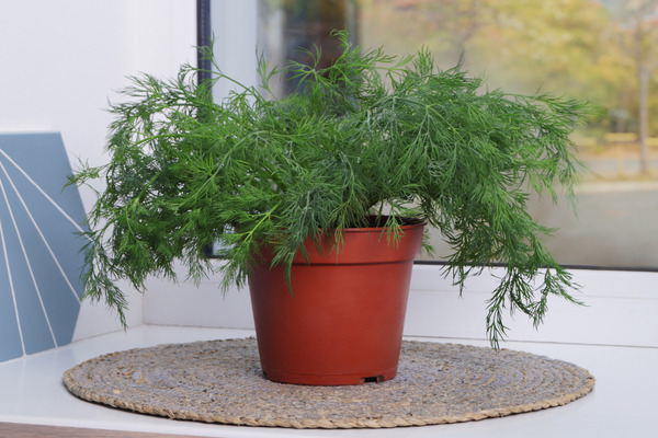 growing dill indoors