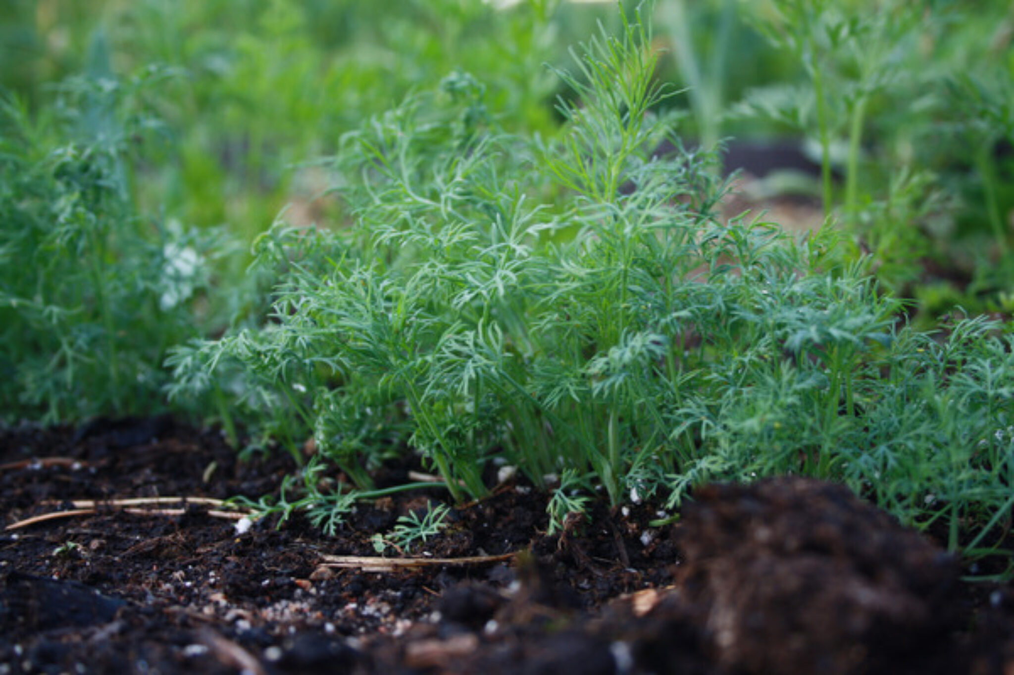 How to Grow and Care for Dill The Ultimate Guide TopBackyards