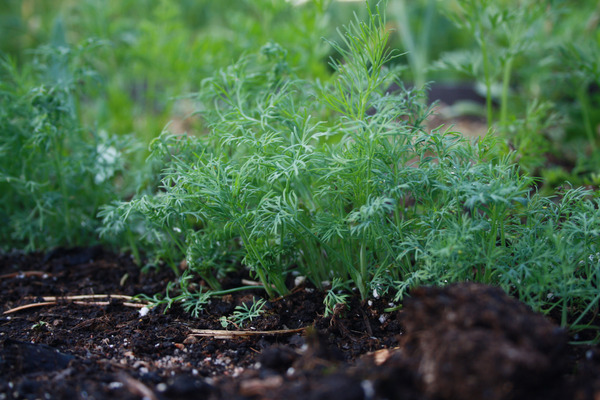 growing dill plants outdoors