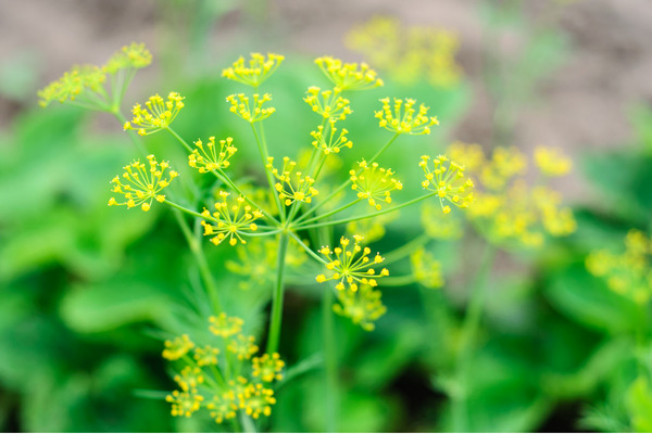 dill plant and flowers