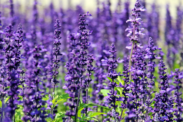 growing lavender plants