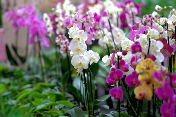 different colored orchids