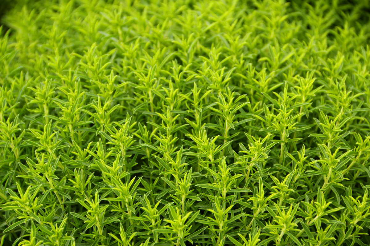 summer savory