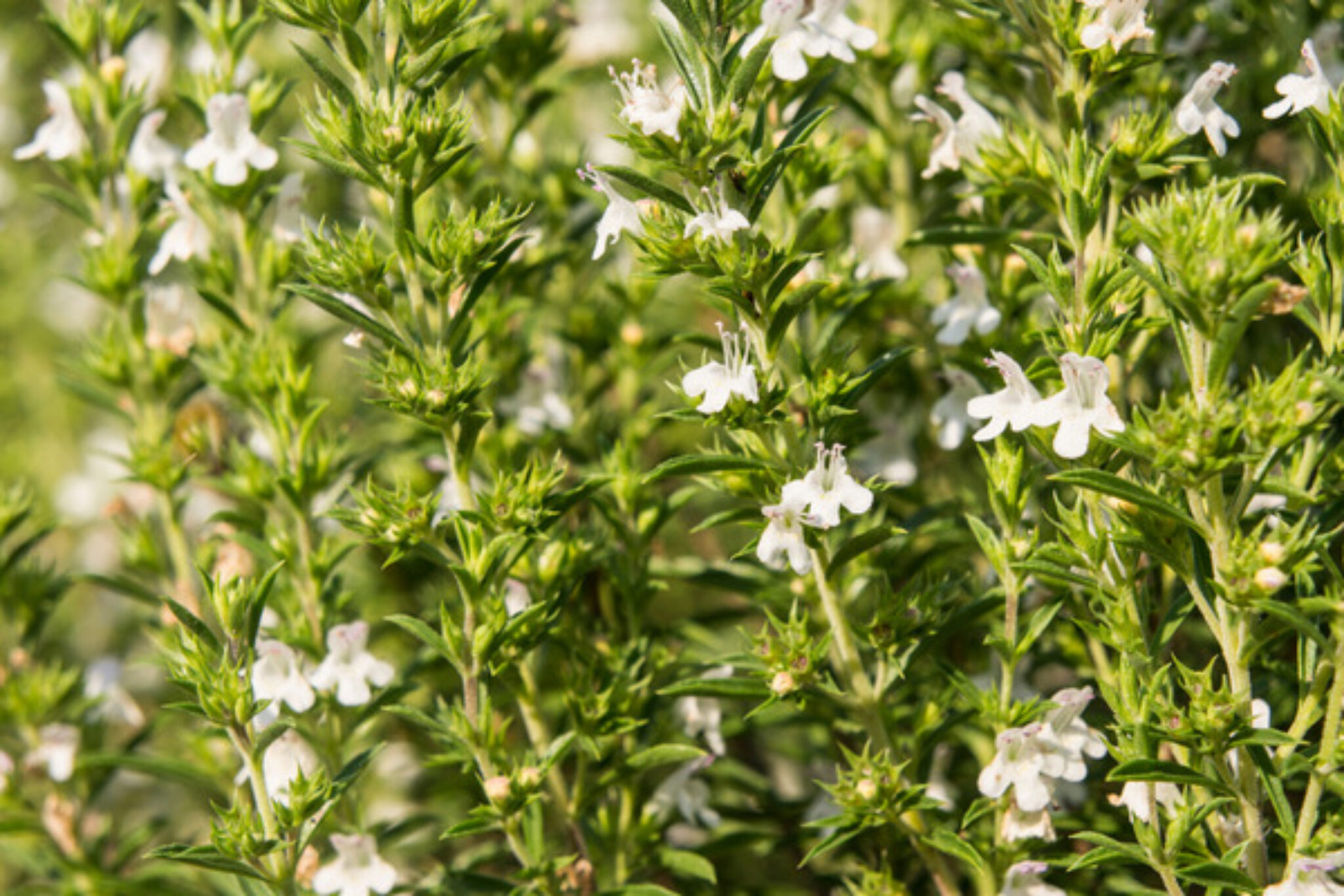 How to Grow and Care for Winter Savory TopBackyards