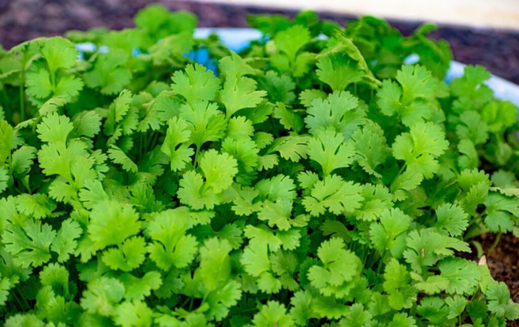 How to Grow Coriander A Quick Guide TopBackyards