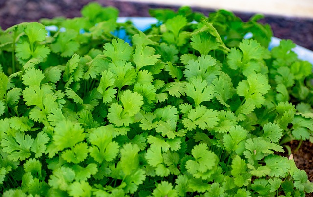 harvesting coriander leaves