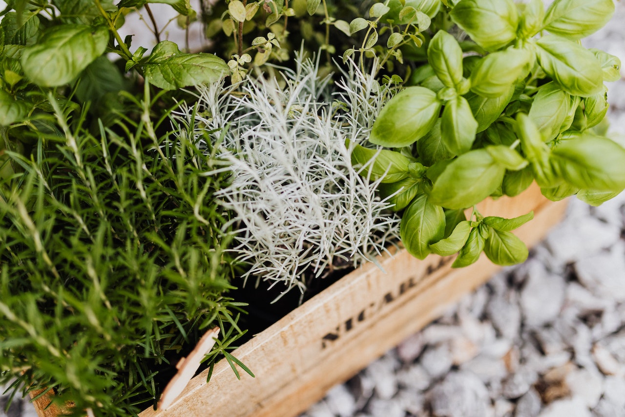 herbs that grow in the shade