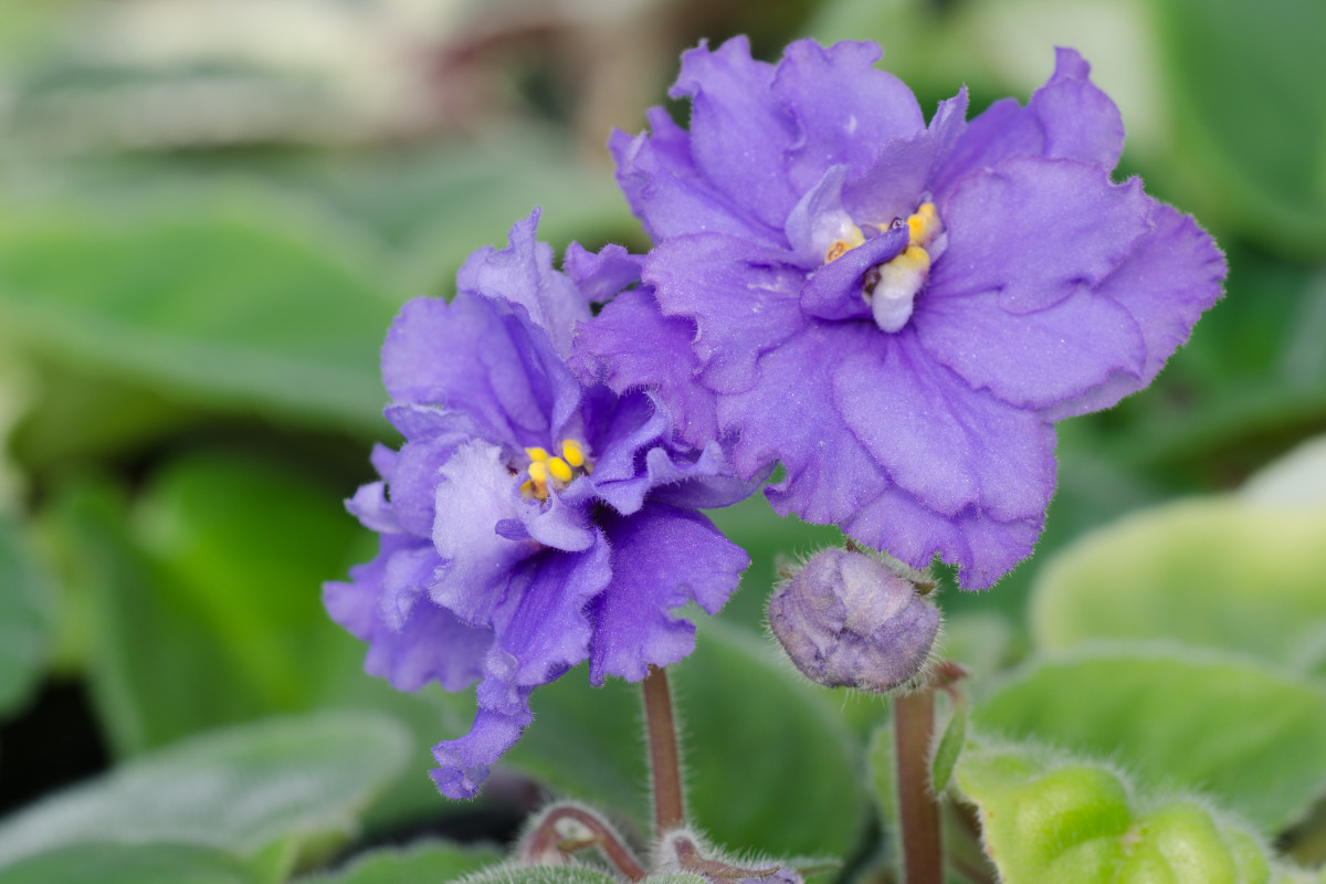 how to grow african violets