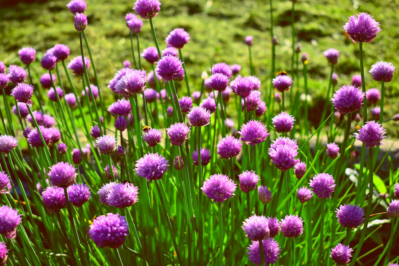 a field of chives
