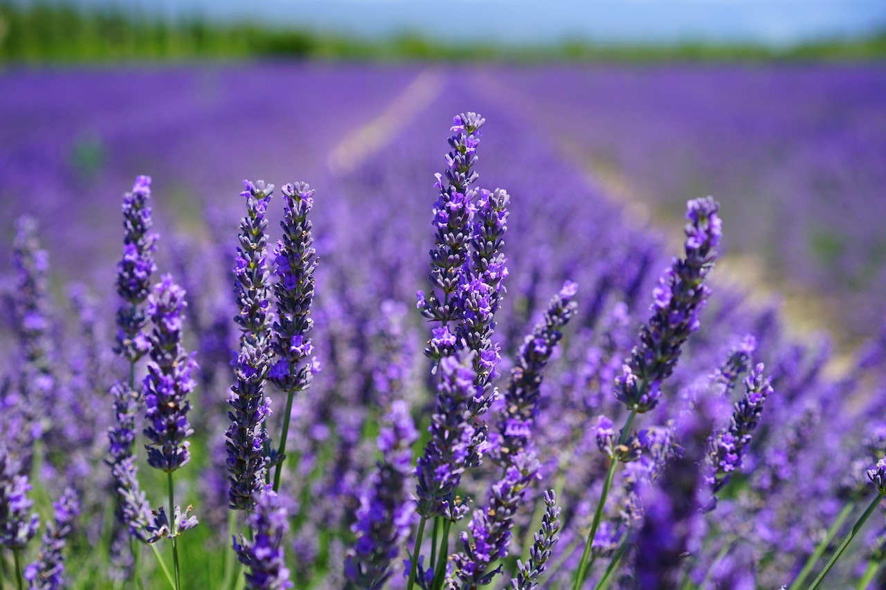 how to grow lavender