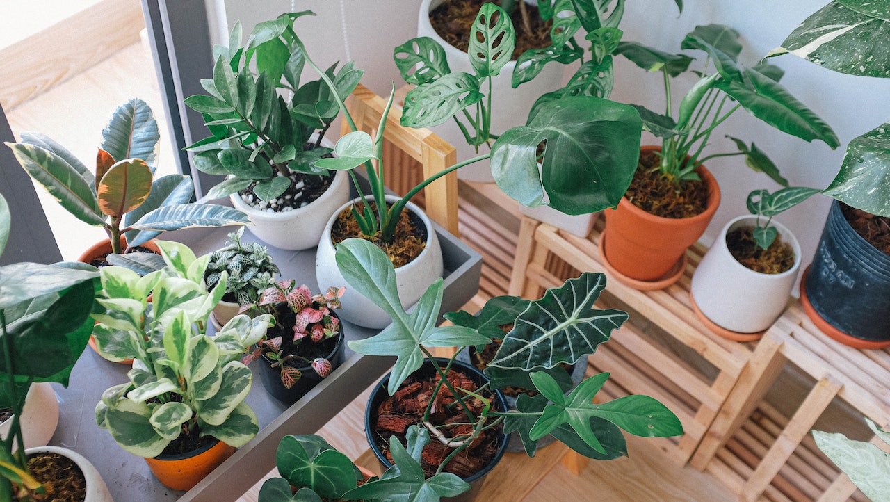 indoor air purifying plants