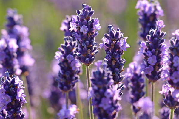 lavender plants in a field