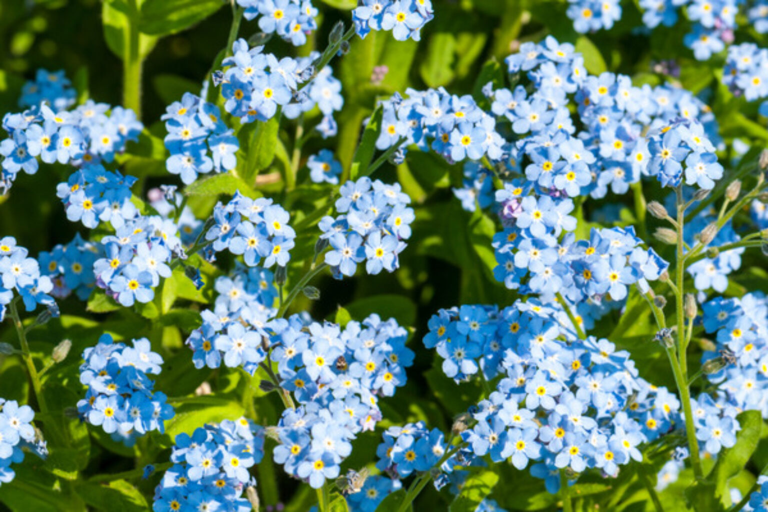 Forget Me Not Flowers Meaning and Symbolism - TopBackyards