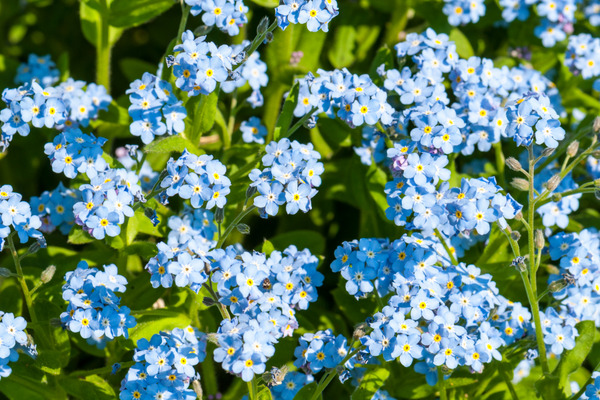 light blue forget me nots