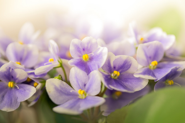 light colored african violets