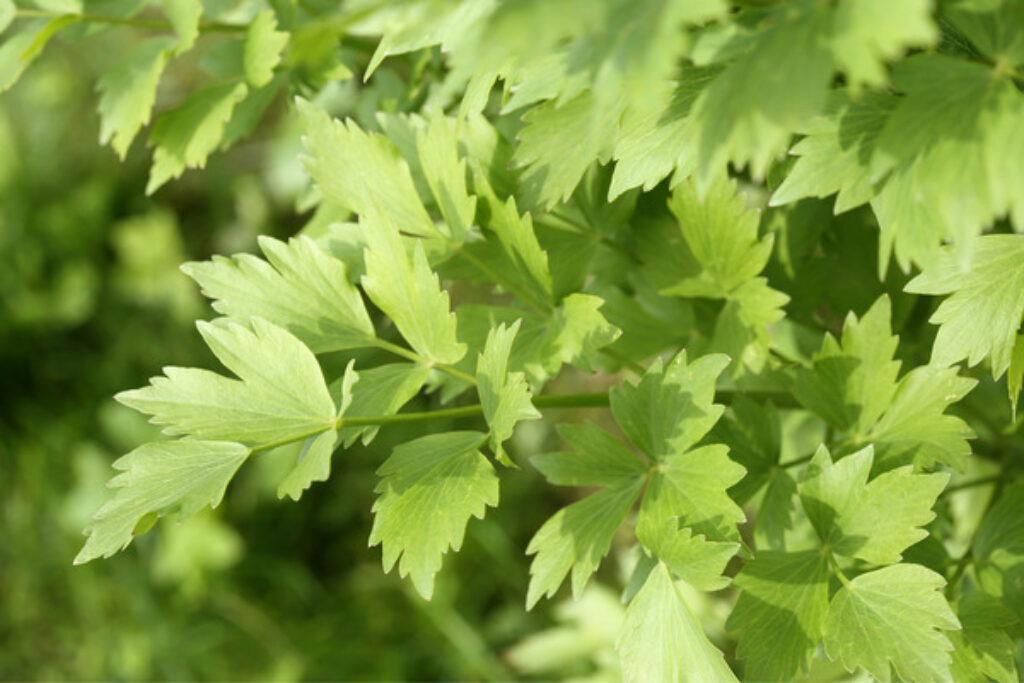 How to Grow and Care for Lovage TopBackyards