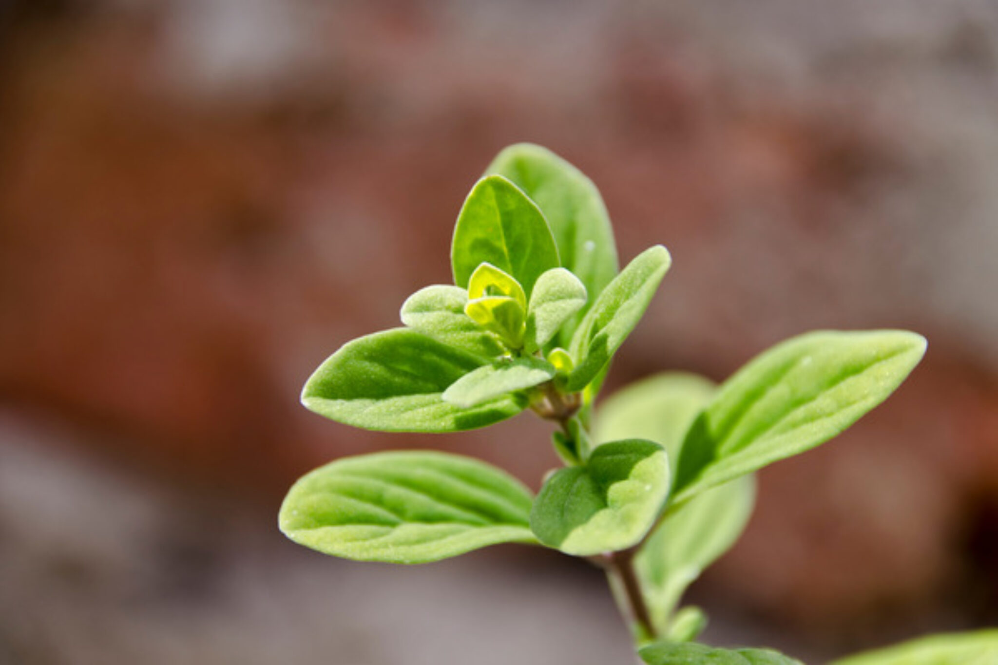 How to Grow and Care for Marjoram TopBackyards